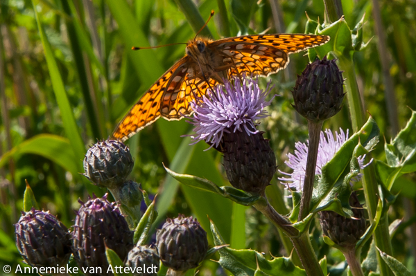 Zomer De Nederlanden